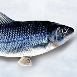 Keine Tierwelt-Flippity Fish interaktives Katzenspielzeug (B-Ware)