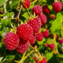 Keine Garten-PlantBliz flüssiger All-in-One-Pflanzendünger