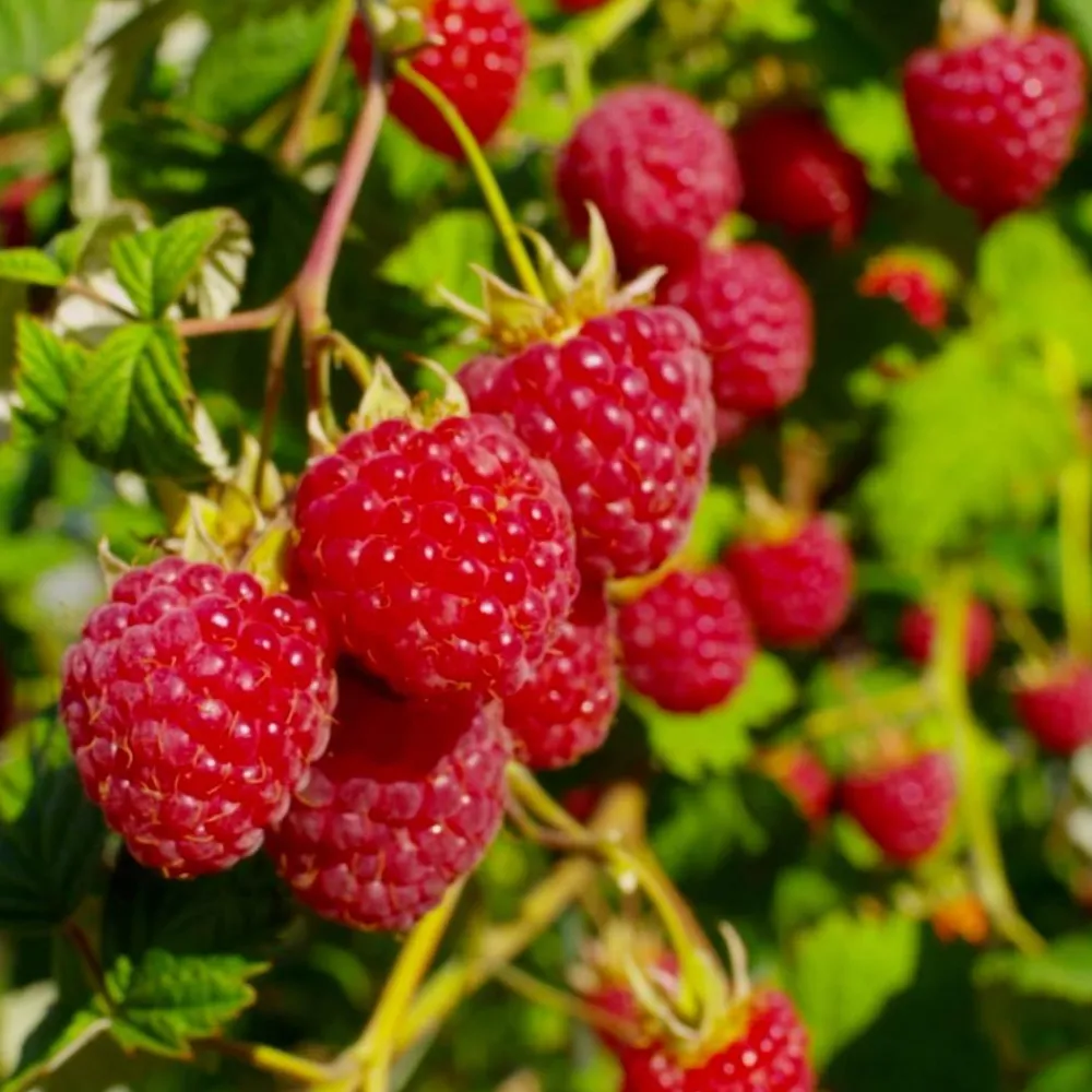 Keine Garten-PlantBliz flüssiger All-in-One-Pflanzendünger
